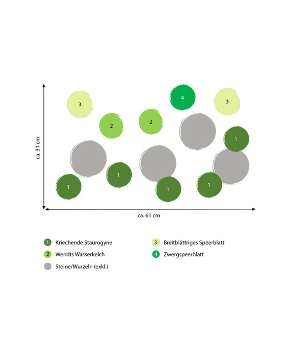 Bild 2 von Dehner Aqua Premium Aquarienpflanzen-Set für Dehner Aqua Start 60, 10-teilig