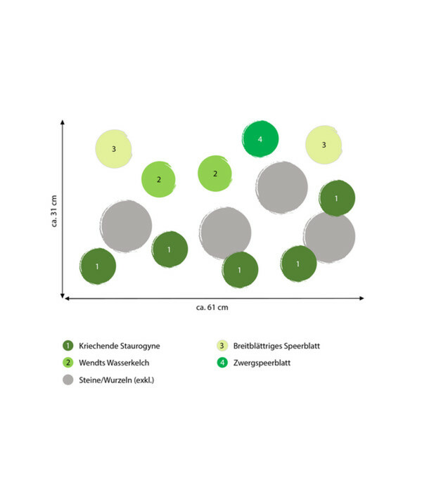 Bild 2 von Dehner Aqua Premium Aquarienpflanzen-Set für Dehner Aqua Start 60, 10-teilig
