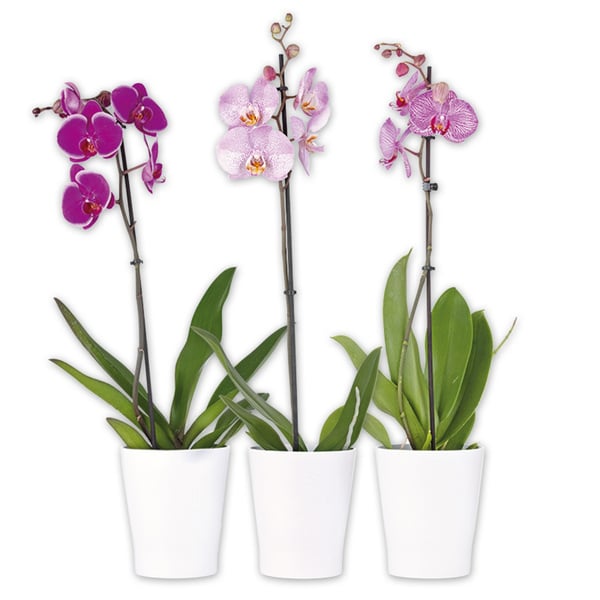 Bild 1 von Orchidee Phalaenopsis