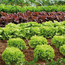 Bild 4 von Salatpflanzen