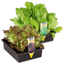 Bild 1 von Salatpflanzen