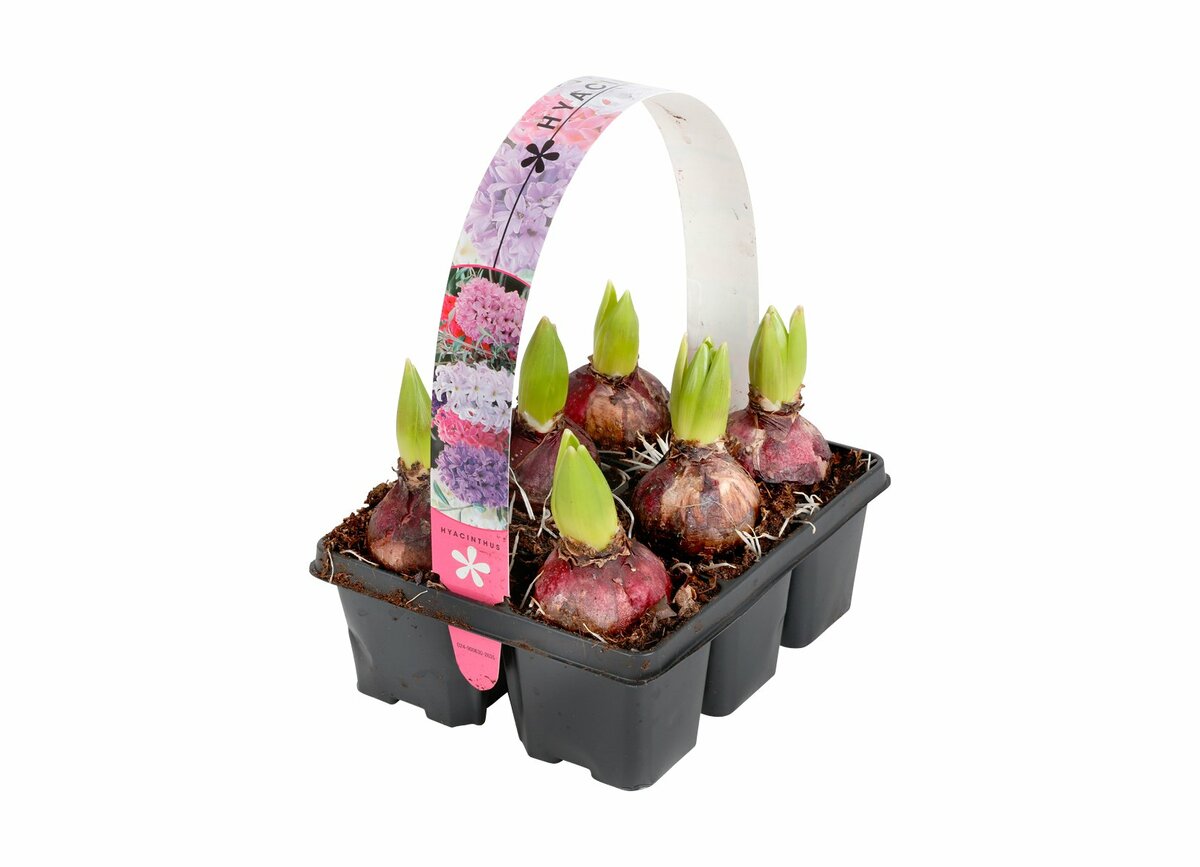 Bild 1 von Blumenzwiebeln 6 Pflanzen im Tray