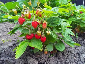 Erdbeerpflanze  im 11 cm Topf