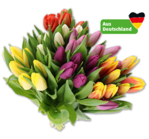 Deutsche Tulpen*