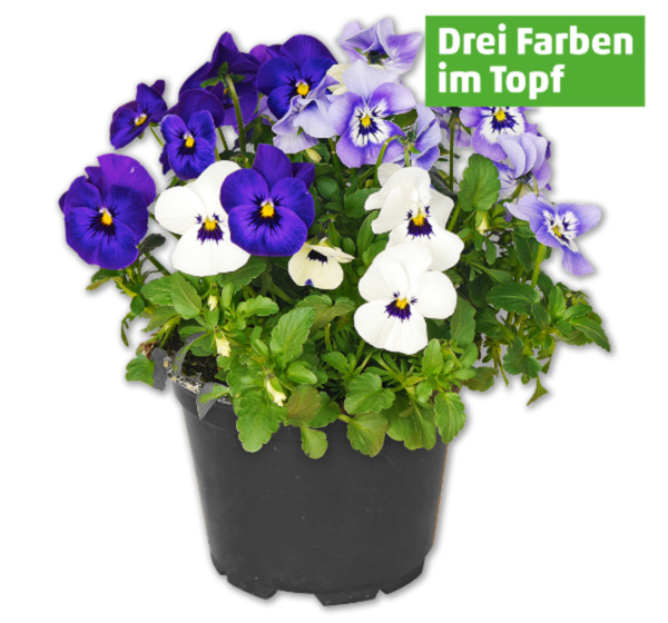 Hornveilchen* im Angebot Aktuelle Preise & Schnäppchen DISCOUNTO