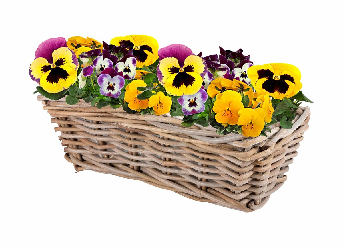 Bild 1 von Balkonkasten Verona aus Weidengeflecht 42x20x15cm