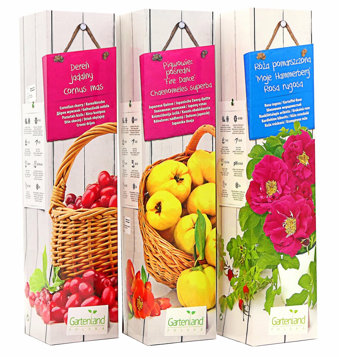 Bild 1 von Obstpflanze im 9 cm Topf