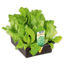 Bild 3 von Salatpflanzen