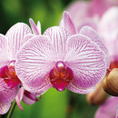 Bild 2 von Orchidee Phalaenopsis