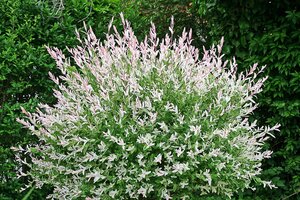 Salix-Busch 'Harlekin-Weide' im 23 cm Topf