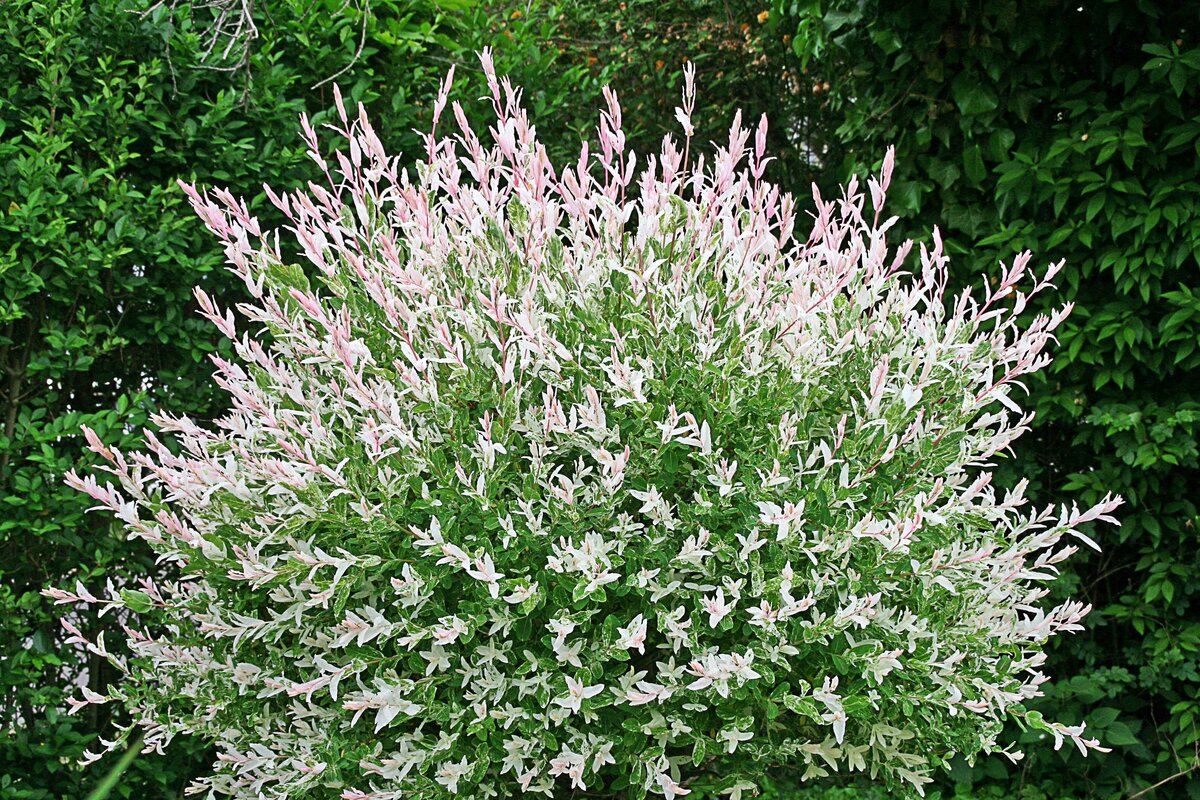 Bild 1 von Salix-Busch 'Harlekin-Weide' im 23 cm Topf