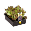 Bild 2 von Salatpflanzen