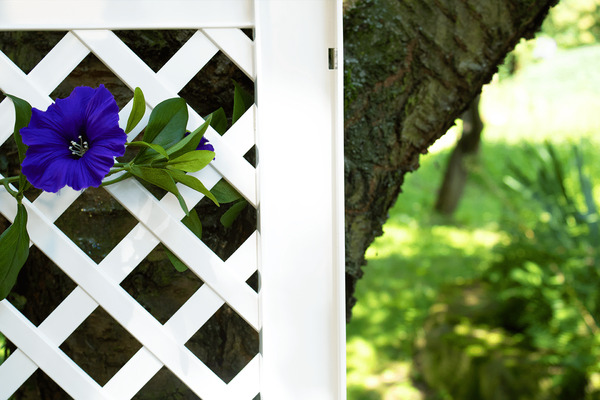 Bild 2 von KHW Spalier 43 cm mit zwei Erdspießen, 2er Set, weiß