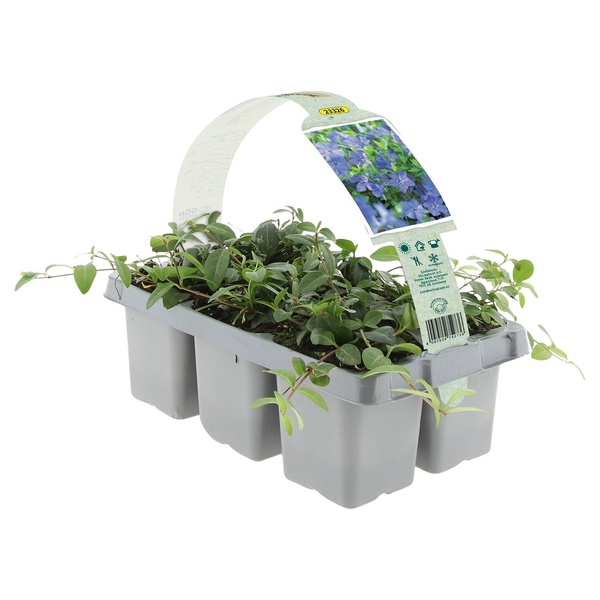 Bild 4 von GARDENLINE Bodendecker