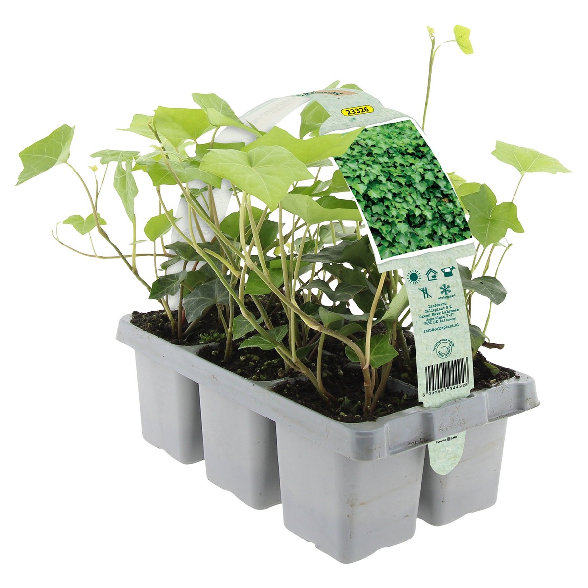 Bild 2 von GARDENLINE Bodendecker