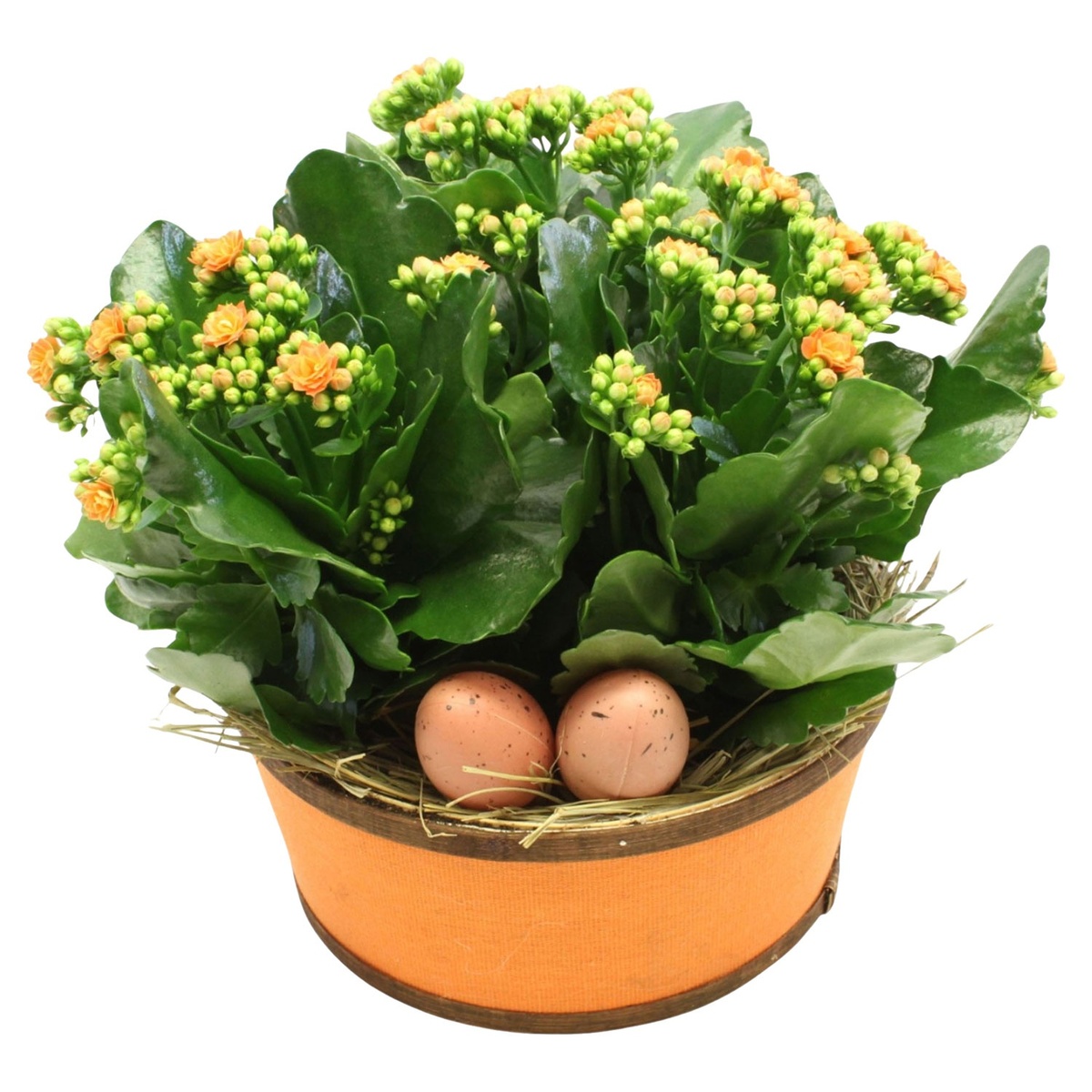 Bild 3 von GARDENLINE Kalanchoe­-Schale oder -­Henkelkorb