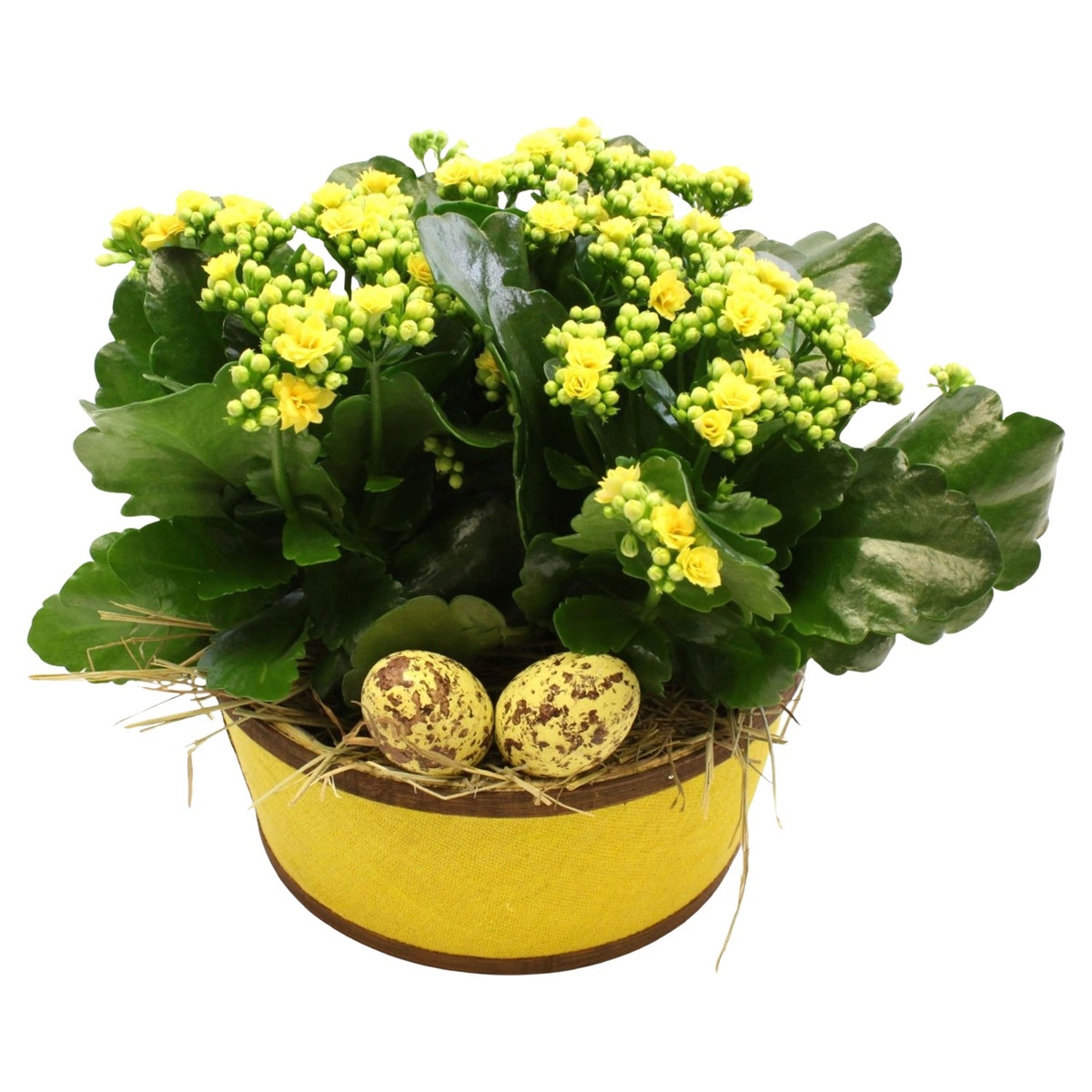 Bild 4 von GARDENLINE Kalanchoe­-Schale oder -­Henkelkorb