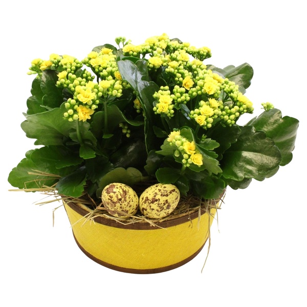 Bild 4 von GARDENLINE Kalanchoe­-Schale oder -­Henkelkorb