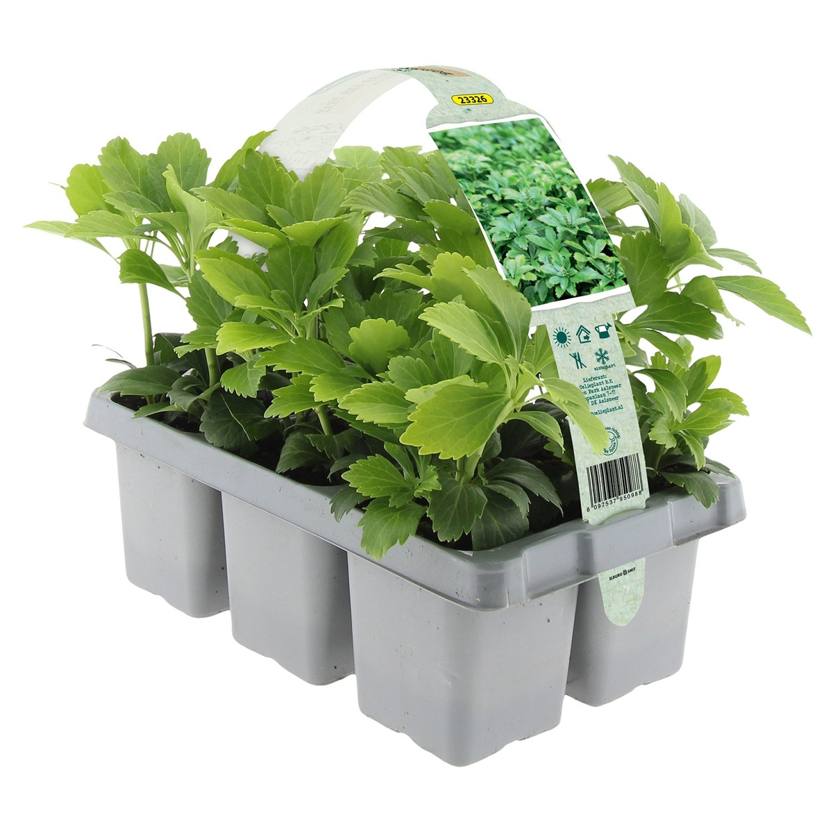 Bild 3 von GARDENLINE Bodendecker