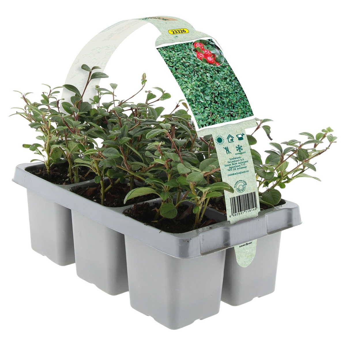 Bild 1 von GARDENLINE Bodendecker