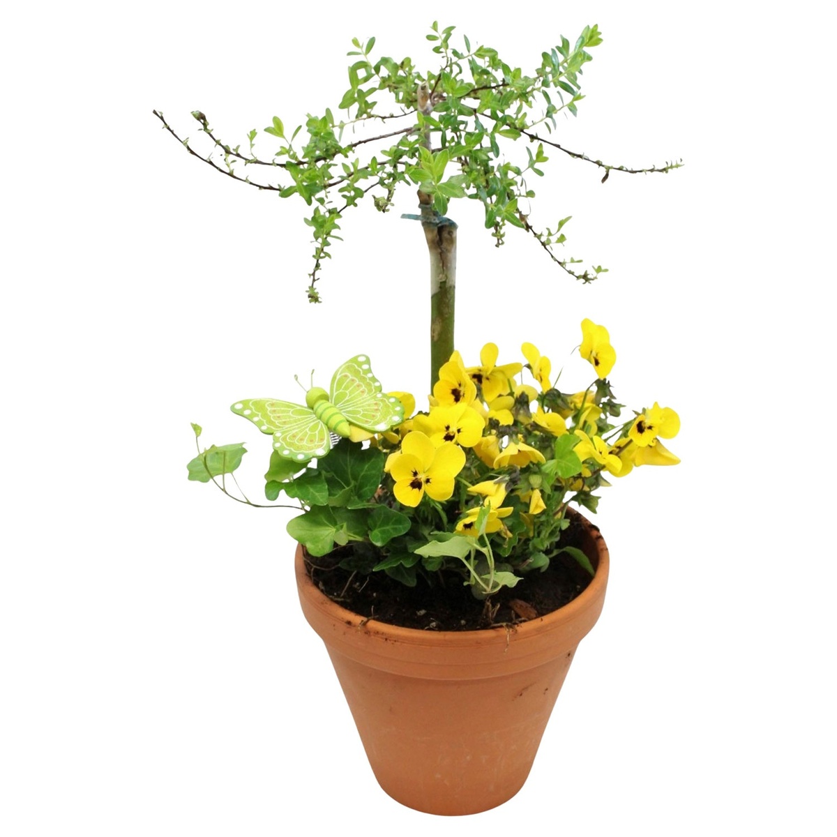 Bild 1 von GARDENLINE Salix