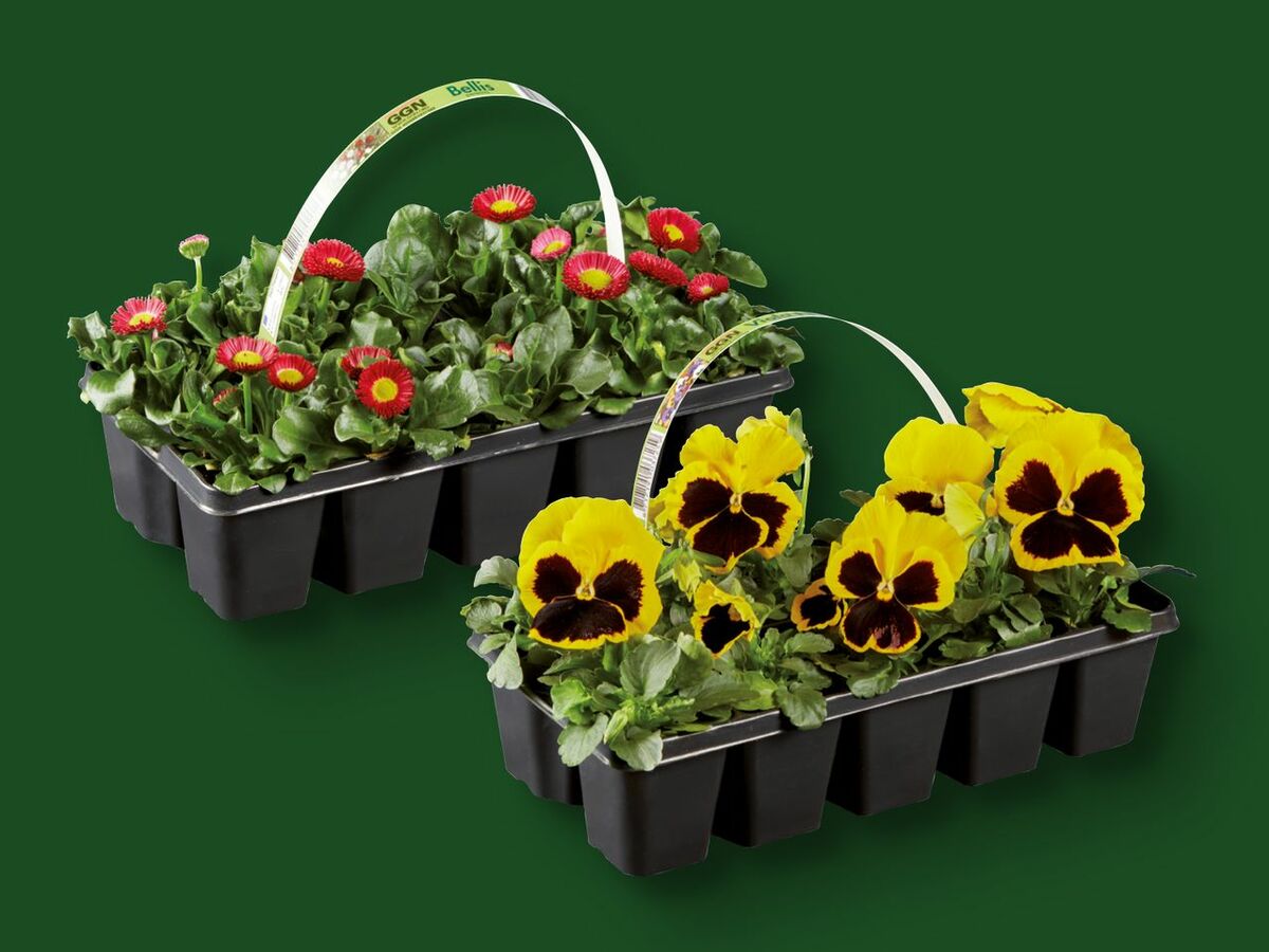 Bild 1 von Frühlingsblüher im 10er-Tray, 
         10er-Tray