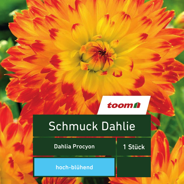 Bild 1 von toom Schmuck-Dahlie 'Dahlia Procyon', 1 Stück, gelb-rot