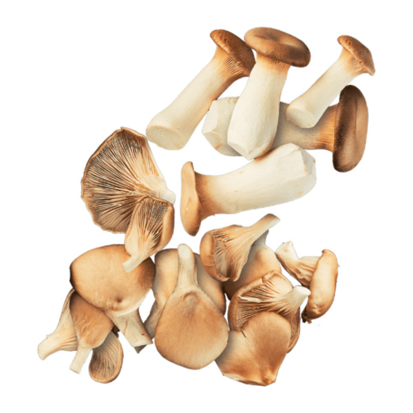 Bild 1 von Pilze