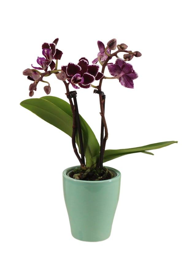 Bild 1 von Phalaenopsis 2-Trieber im Keramiktopf, 6 cm Topf