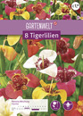 Bild 1 von GARTENWELT Tigerlilien Mischung