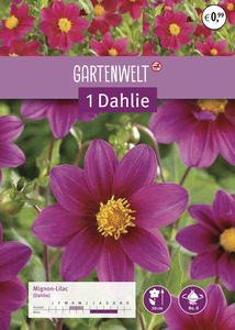 GARTENWELT Dahlie Mignon-Lilac