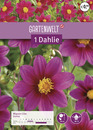 Bild 1 von GARTENWELT Dahlie Mignon-Lilac