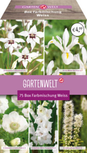 GARTENWELT Blumen-Box Farbmischung Weiss
