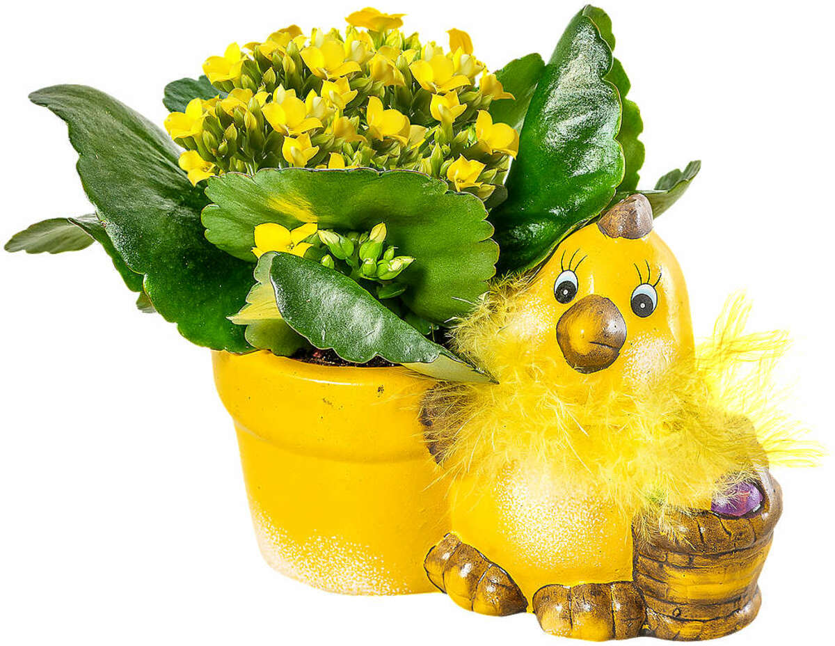 Bild 1 von Minipflanzen in Osterkeramik