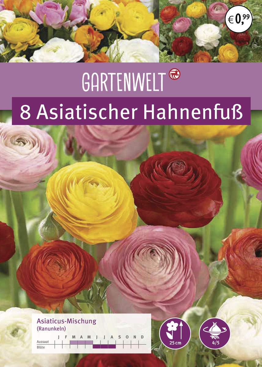 Bild 1 von GARTENWELT Asiatischer Hahnenfuss (Ranunkeln)