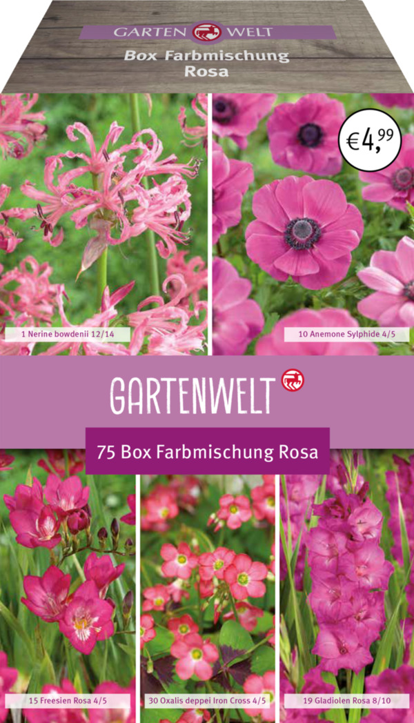 Bild 1 von GARTENWELT Blumen-Box Farbmischung Rosa