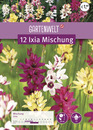 Bild 1 von GARTENWELT Ixia Mischung