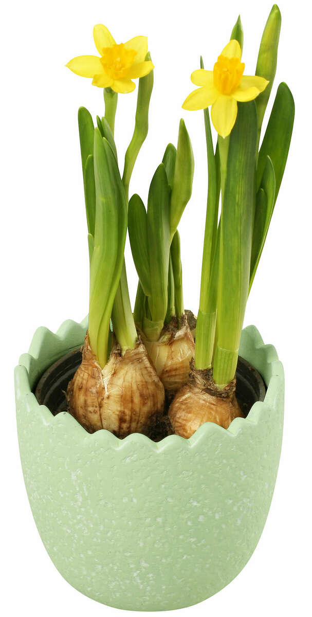 Bild 1 von Narzisse im Übertopf