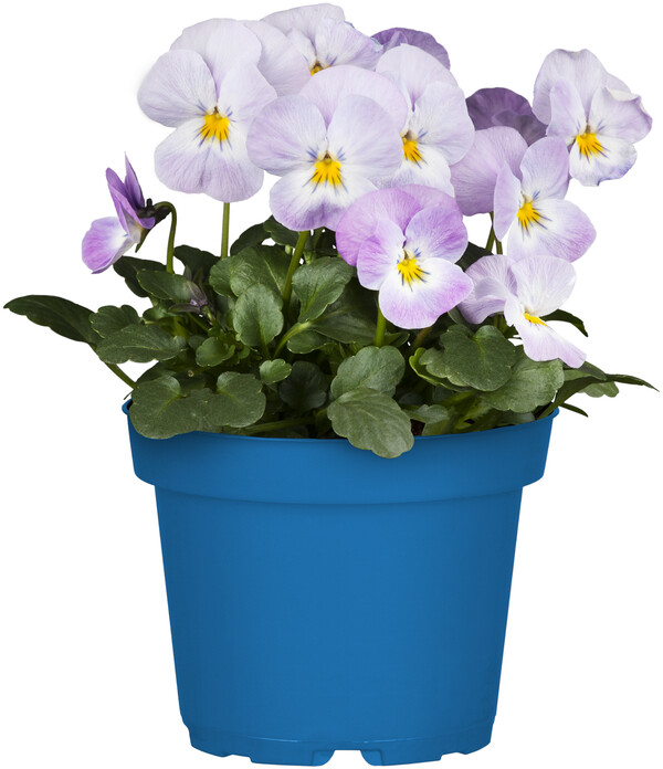 Bio Hornveilchen Viola Cornuta 10,5 cm Topf von Globus Baumarkt für 1