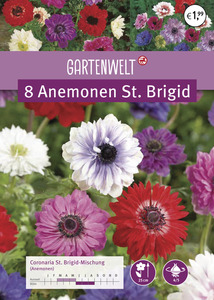 GARTENWELT Anemonen St. Brigid