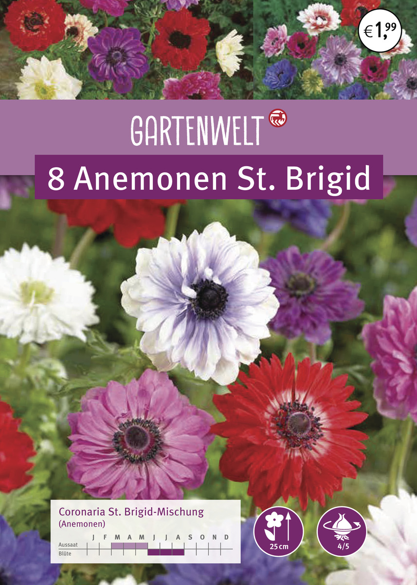 Bild 1 von GARTENWELT Anemonen St. Brigid