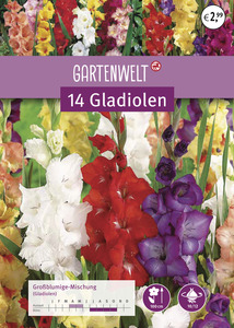 GARTENWELT Gladiolen Mischung