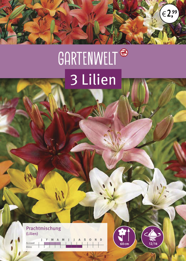 Bild 1 von GARTENWELT Lilien Prachtmischung