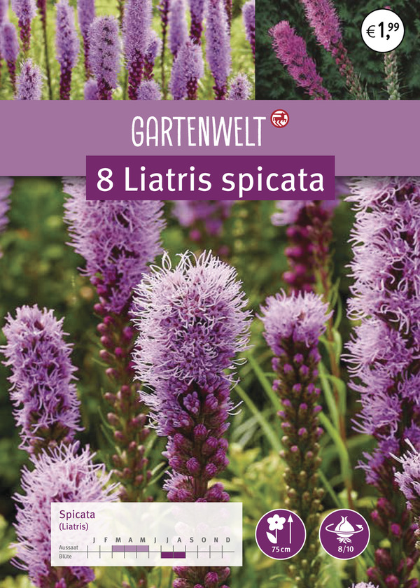 Bild 1 von GARTENWELT Liatris spicata