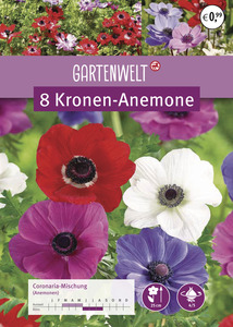 GARTENWELT Kronen-Anemone Coronaria-Mischung