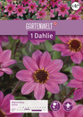 Bild 1 von GARTENWELT Dahlie Mignon-Rosa