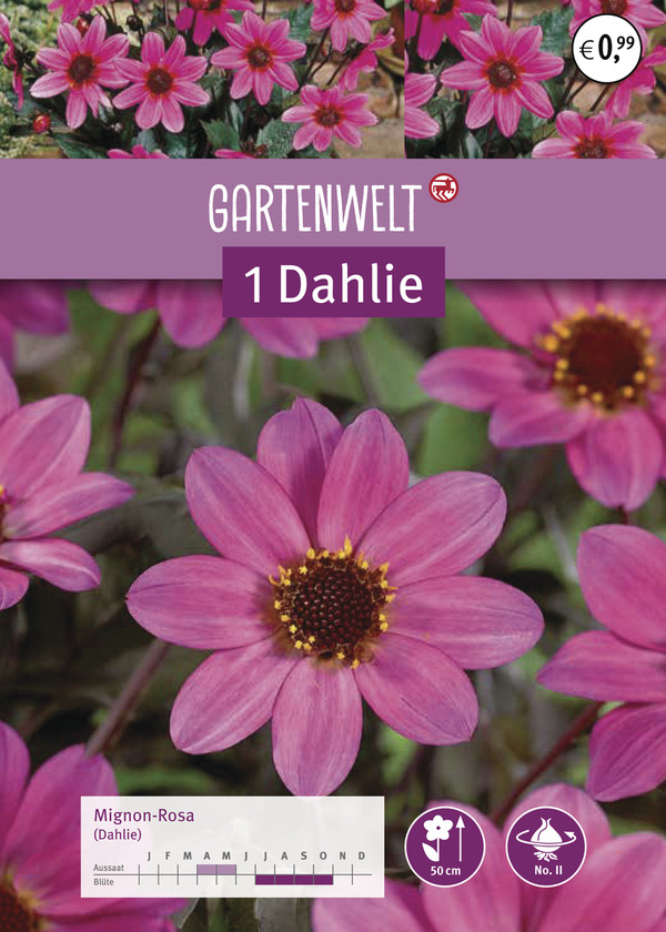 Bild 1 von GARTENWELT Dahlie Mignon-Rosa