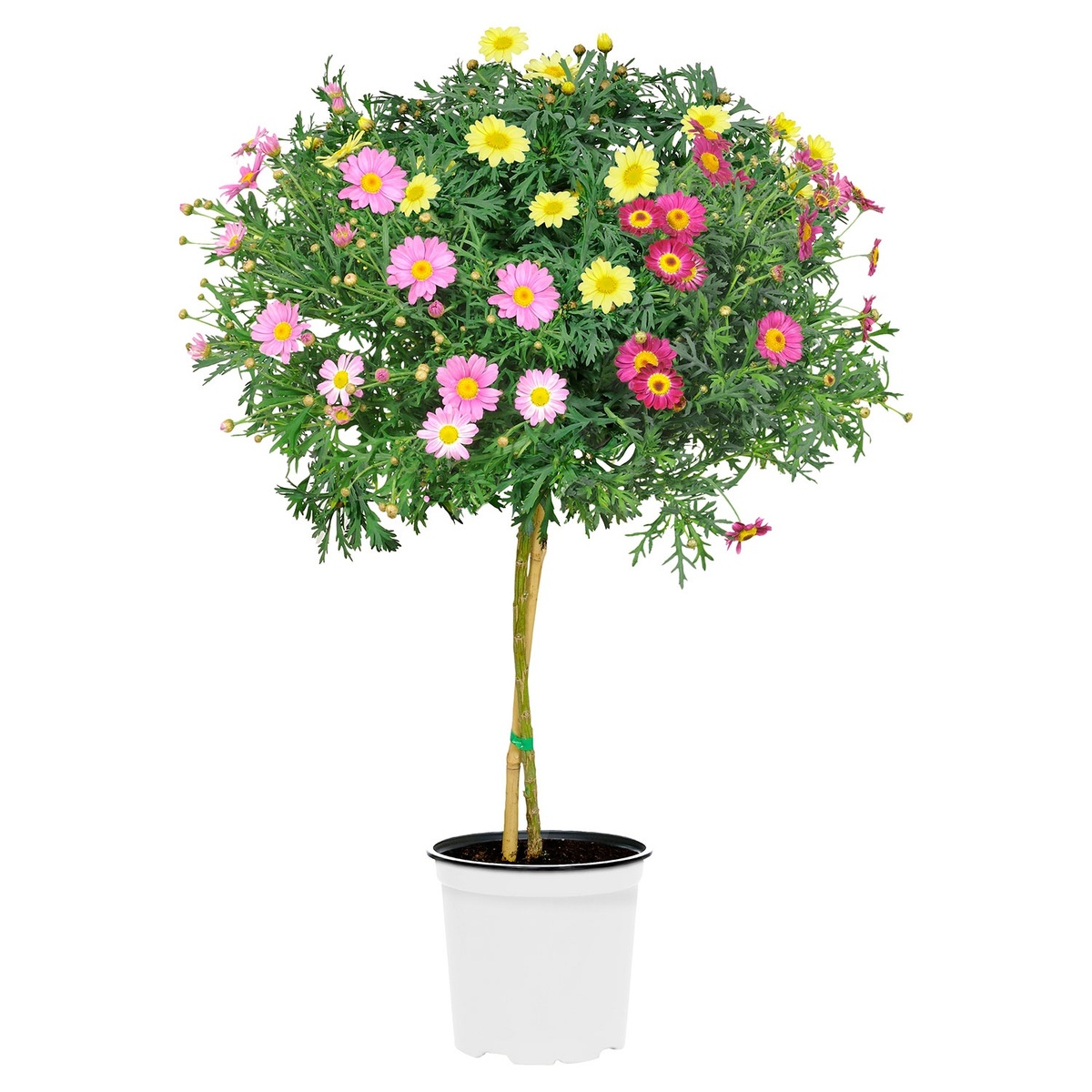 Bild 1 von GARDENLINE Margeriten-Stämmchen-Trio