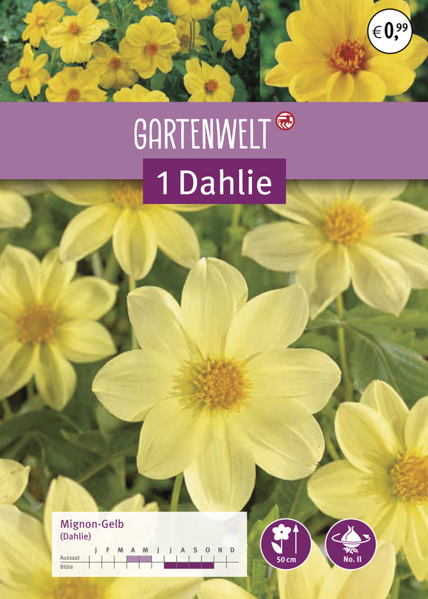 Bild 1 von GARTENWELT Dahlie Mignon-Gelb