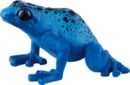 Bild 1 von Schleich 14864 Blauer Pfeilgiftfrosch